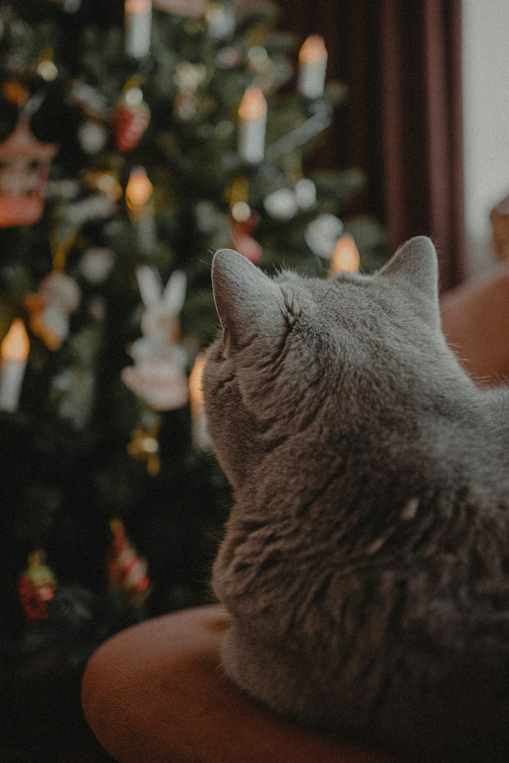 a gray cat sitting on top of a chair next to a christmas tree
