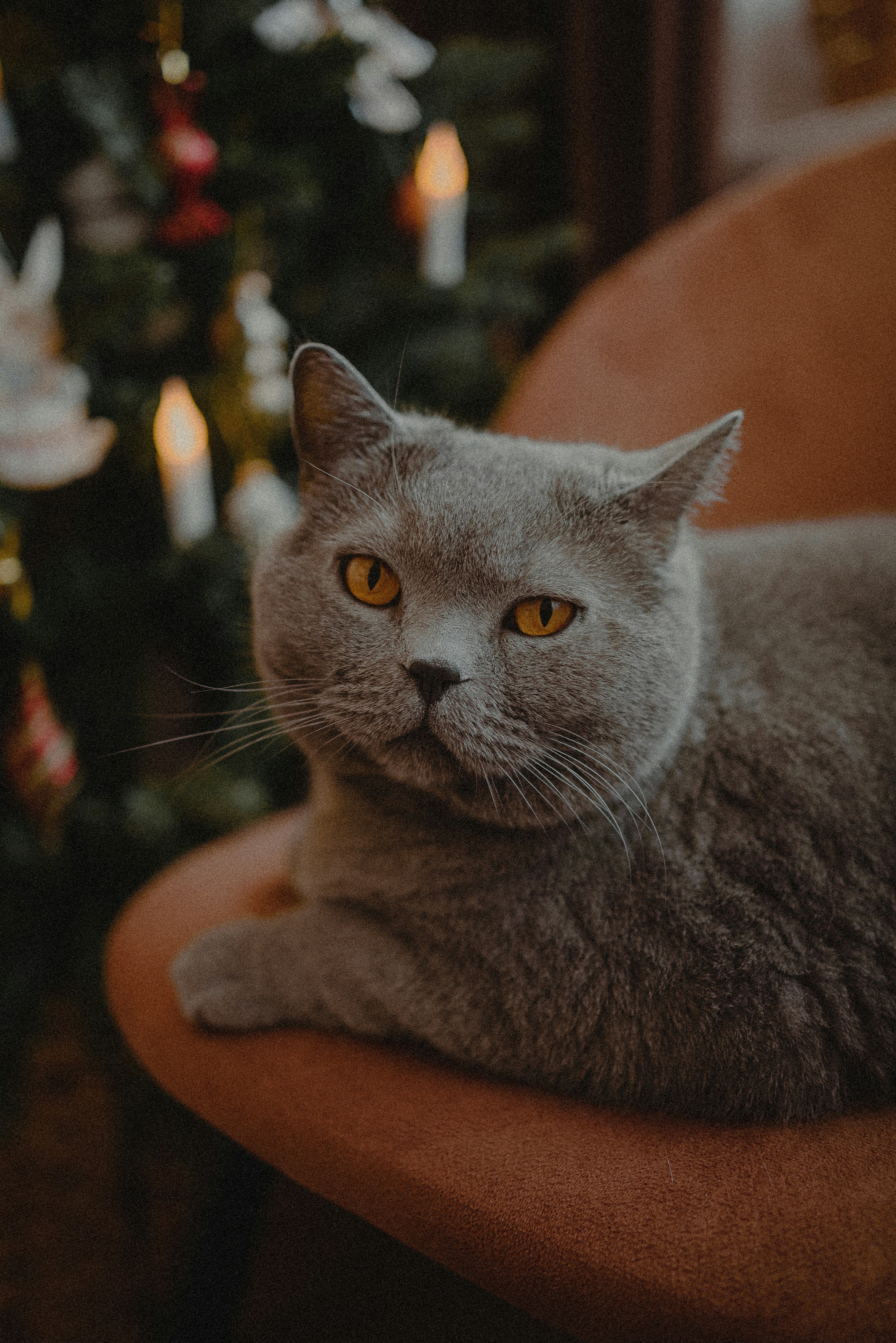 More Cats – CATS I'VE MET, image size:3000x4494