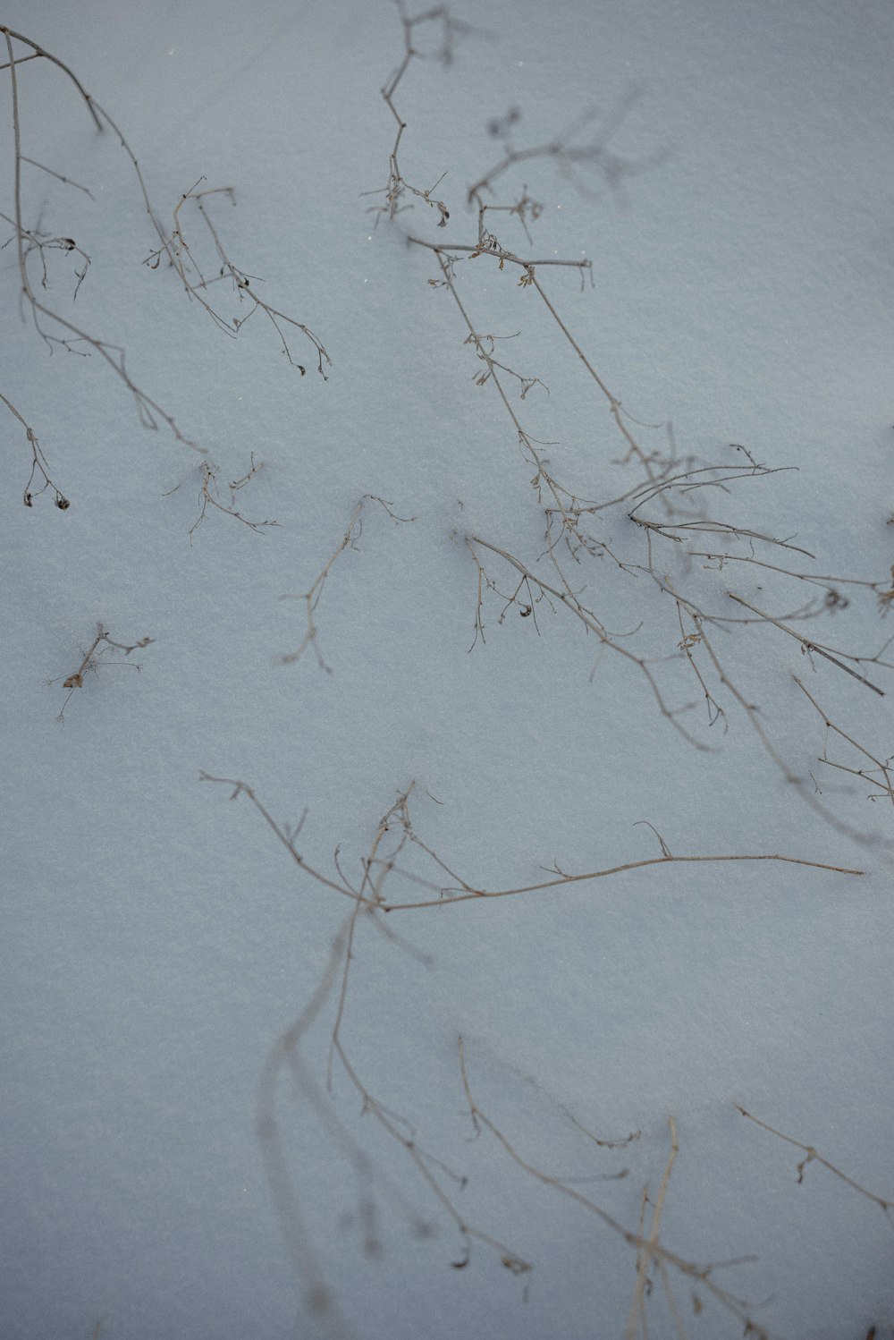 a bird is standing in the snow next to a branch