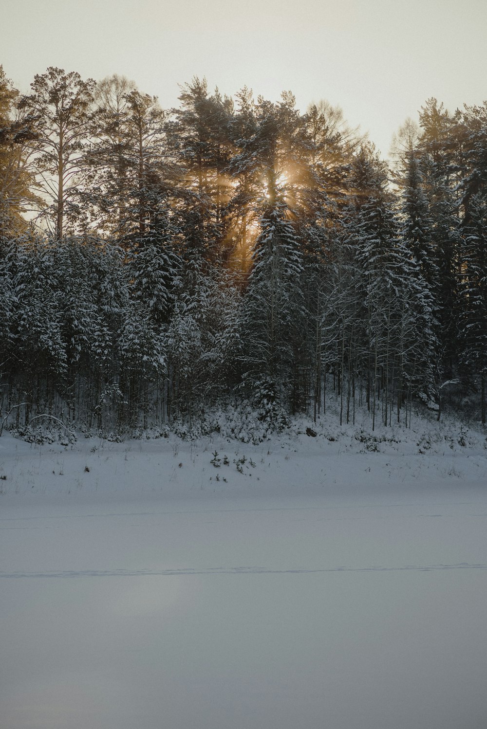 o sol está brilhando através das árvores na neve