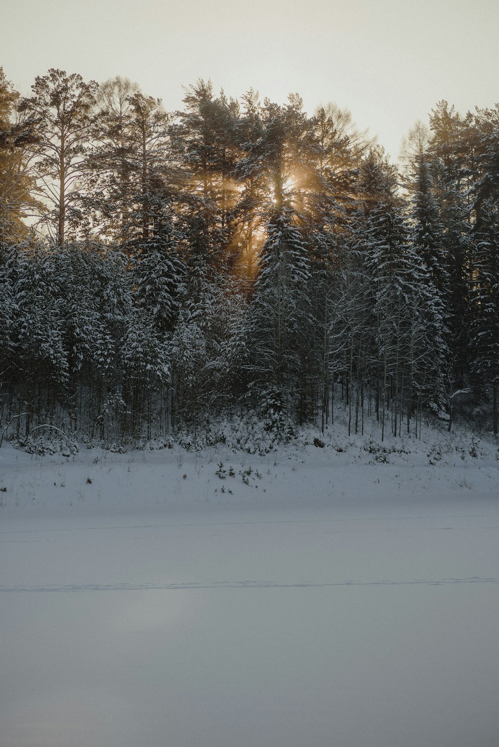 the sun is shining through the trees in the snow