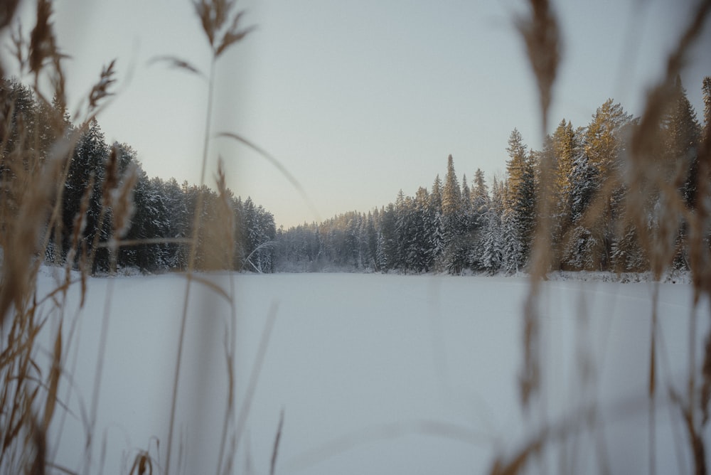 a snow covered field with trees in the background