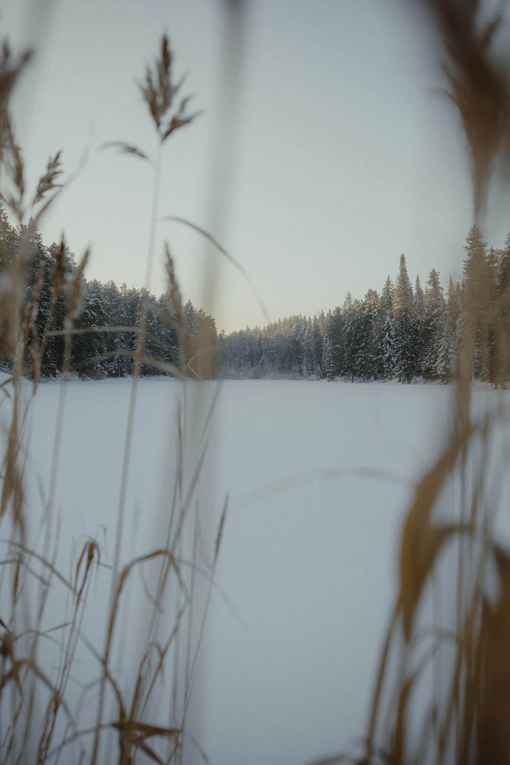 uma vista de um campo coberto de neve com árvores ao fundo