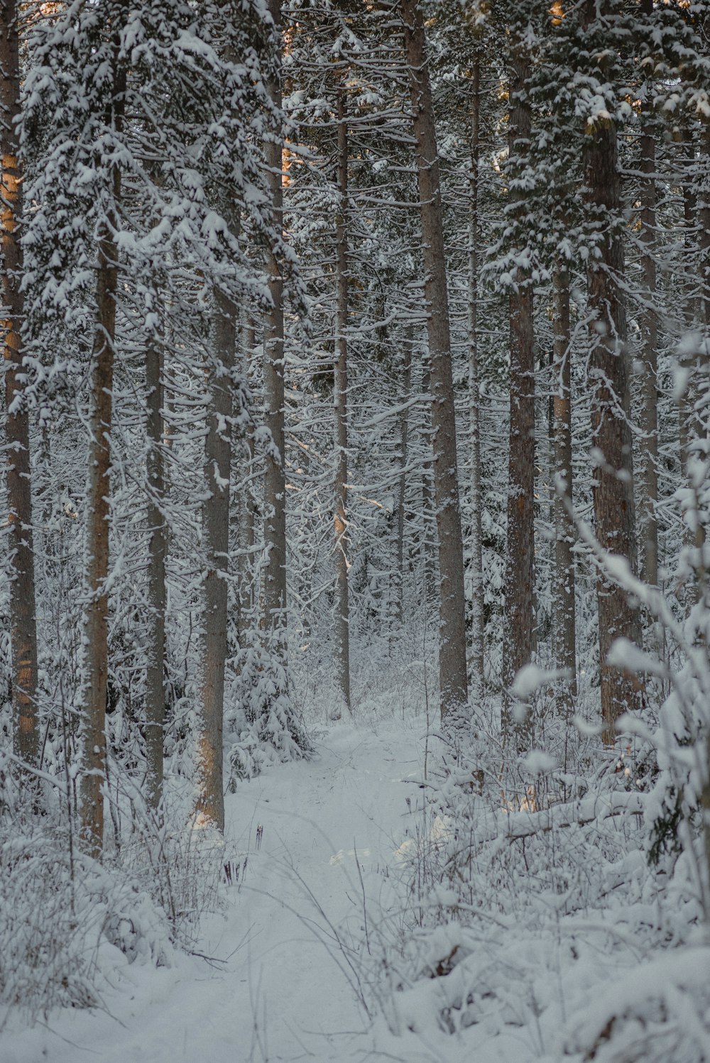 um caminho através de uma floresta nevada com muitas árvores