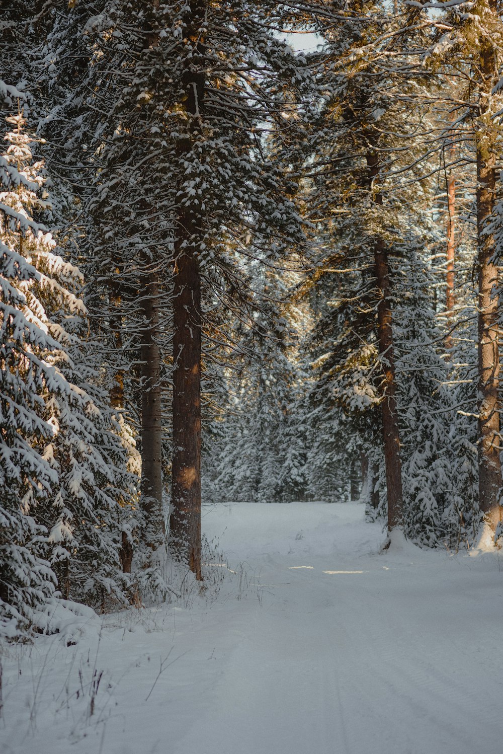 a path through a snowy forest with lots of trees