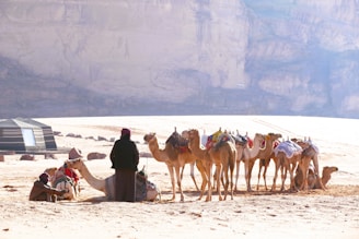 A group of camels with saddles and decorative coverings are standing on a sandy desert landscape near a person dressed in robes. Nearby, a modern tent and scattered rocks are visible. The background features a large rock cliff, creating a vast and open desert scene.