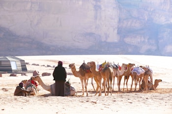 A group of camels with saddles and decorative coverings are standing on a sandy desert landscape near a person dressed in robes. Nearby, a modern tent and scattered rocks are visible. The background features a large rock cliff, creating a vast and open desert scene.