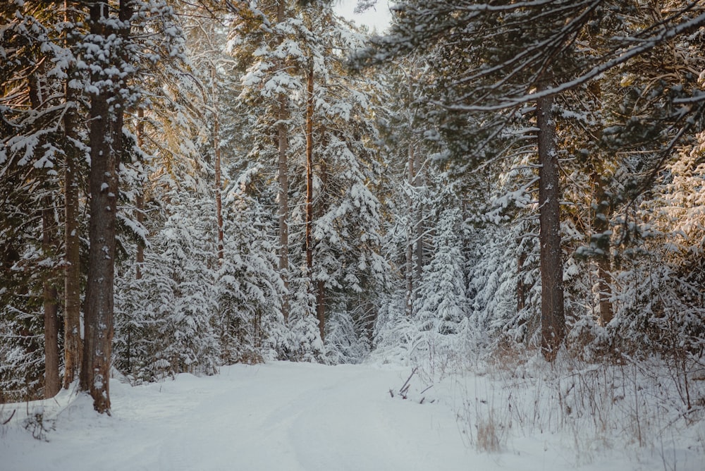 a snow covered forest with lots of trees