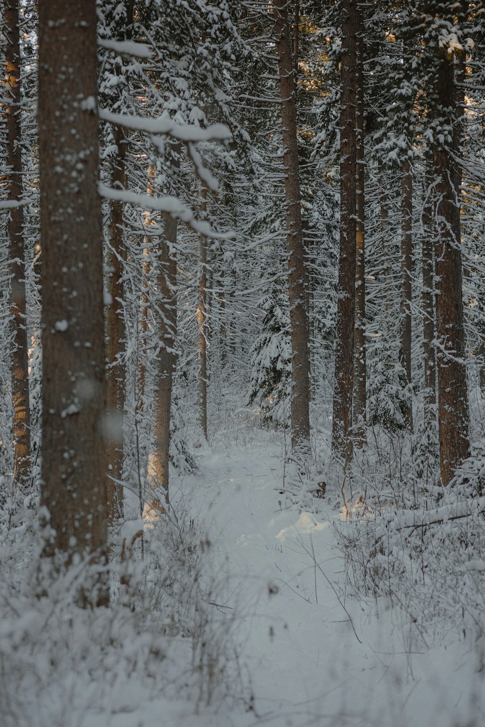 Un camino a través de un bosque nevado con muchos árboles