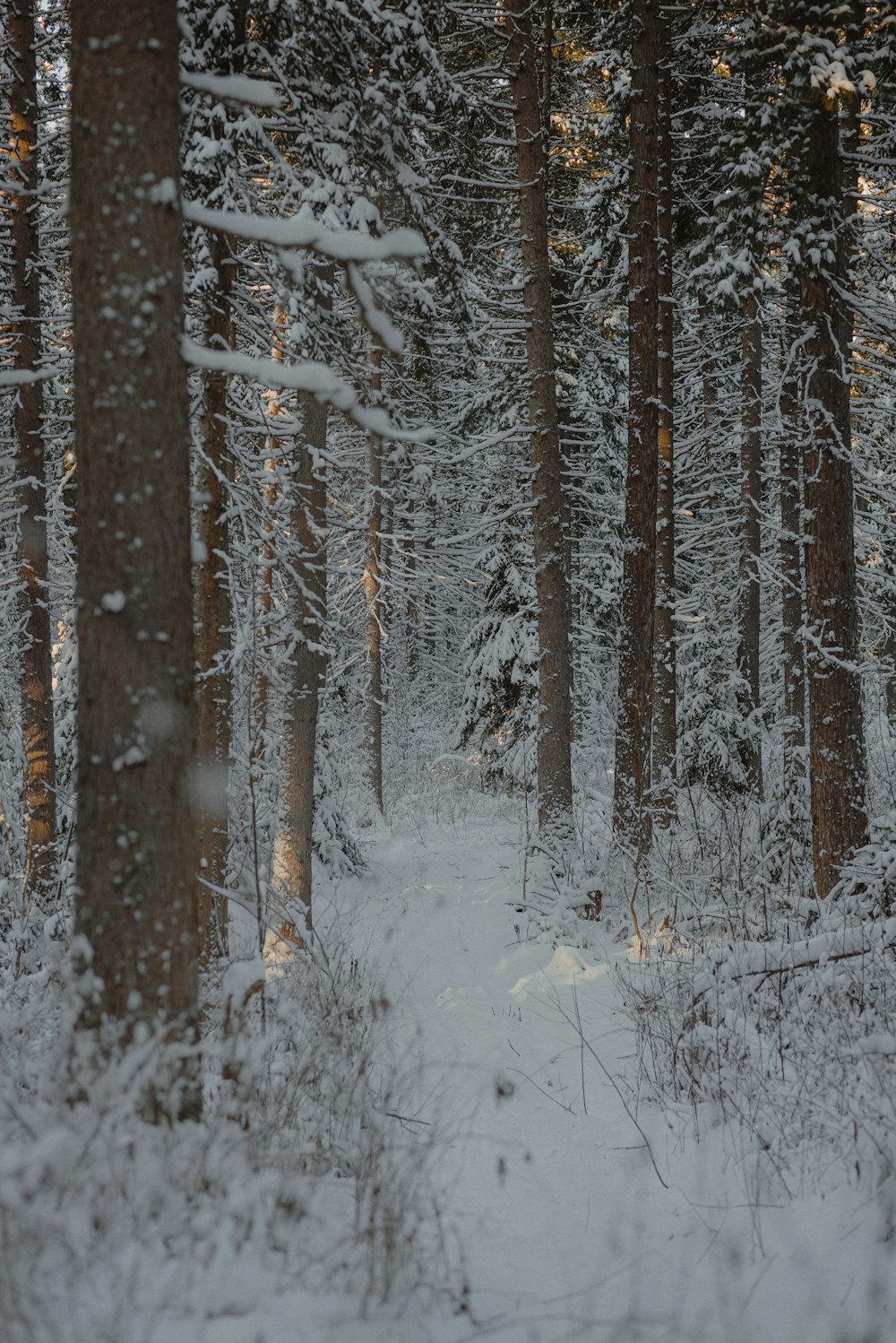 a path through a snowy forest with lots of trees