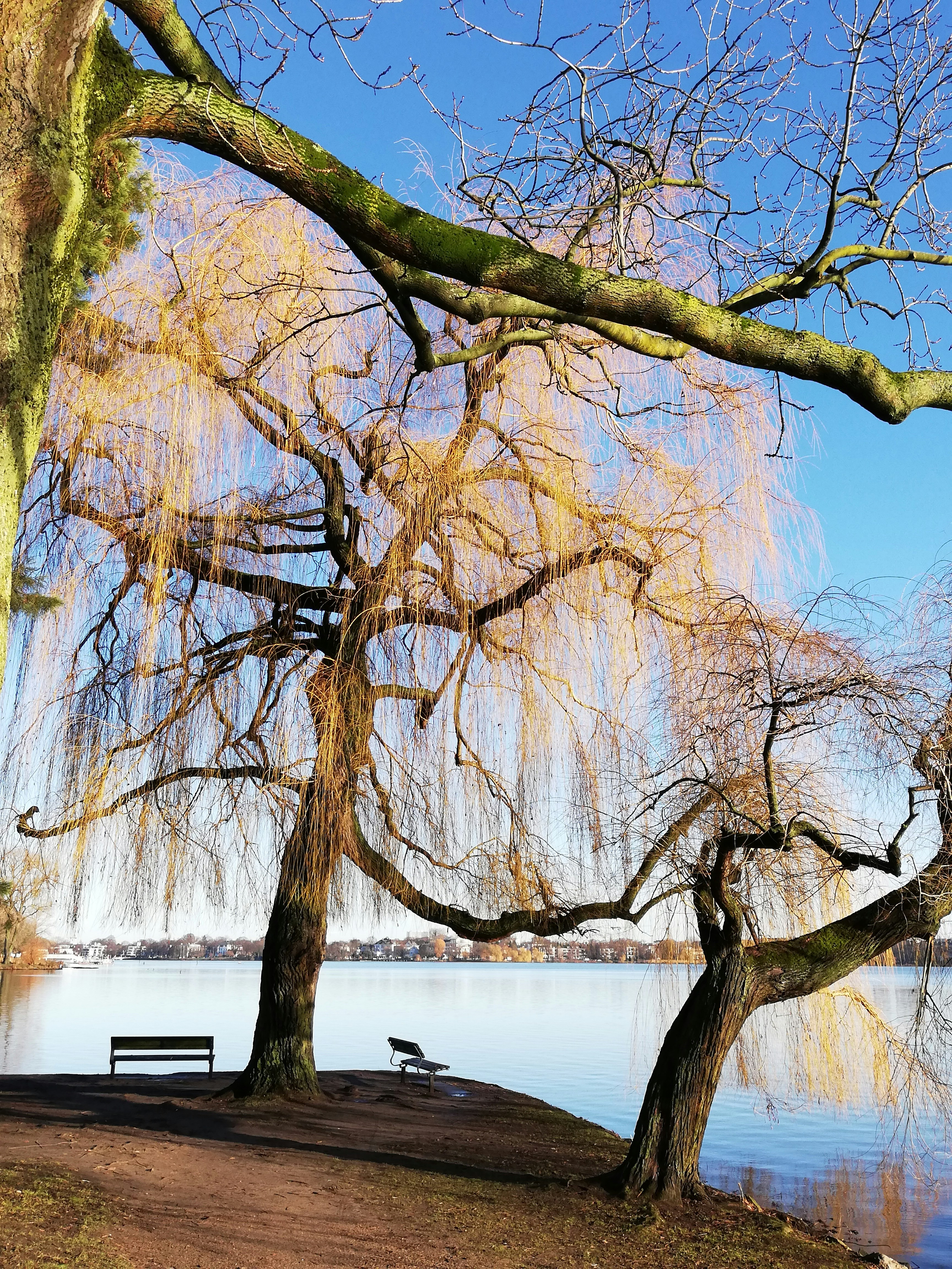A bench sitting under a tree next to a lake photo – Free Tree Image on ...