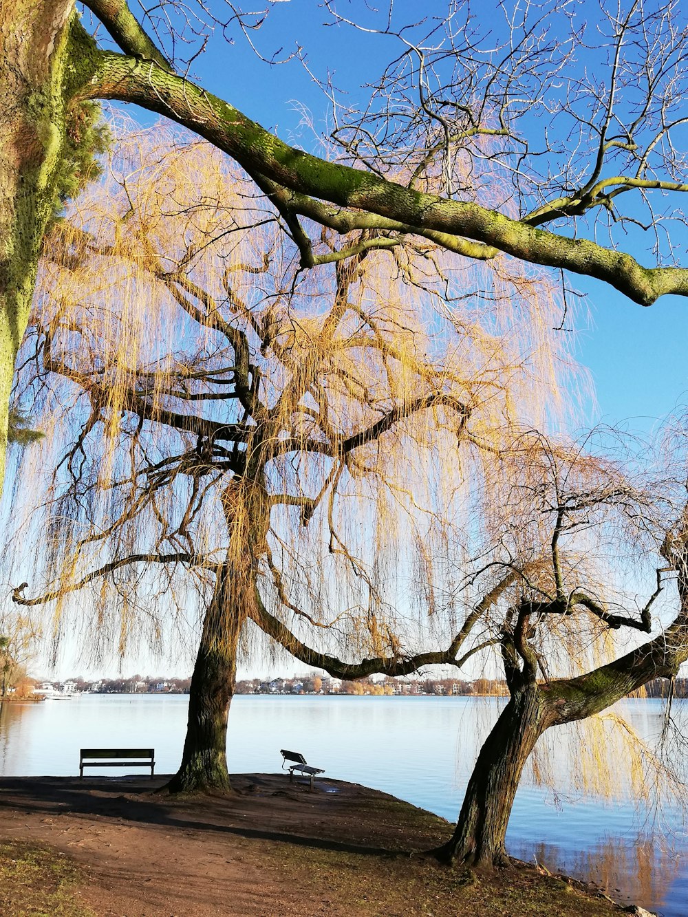 a bench sitting under a tree next to a lake