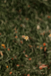a small white flower sitting in the middle of a field
