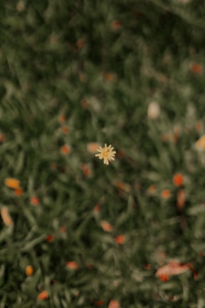 a small white flower sitting in the middle of a field