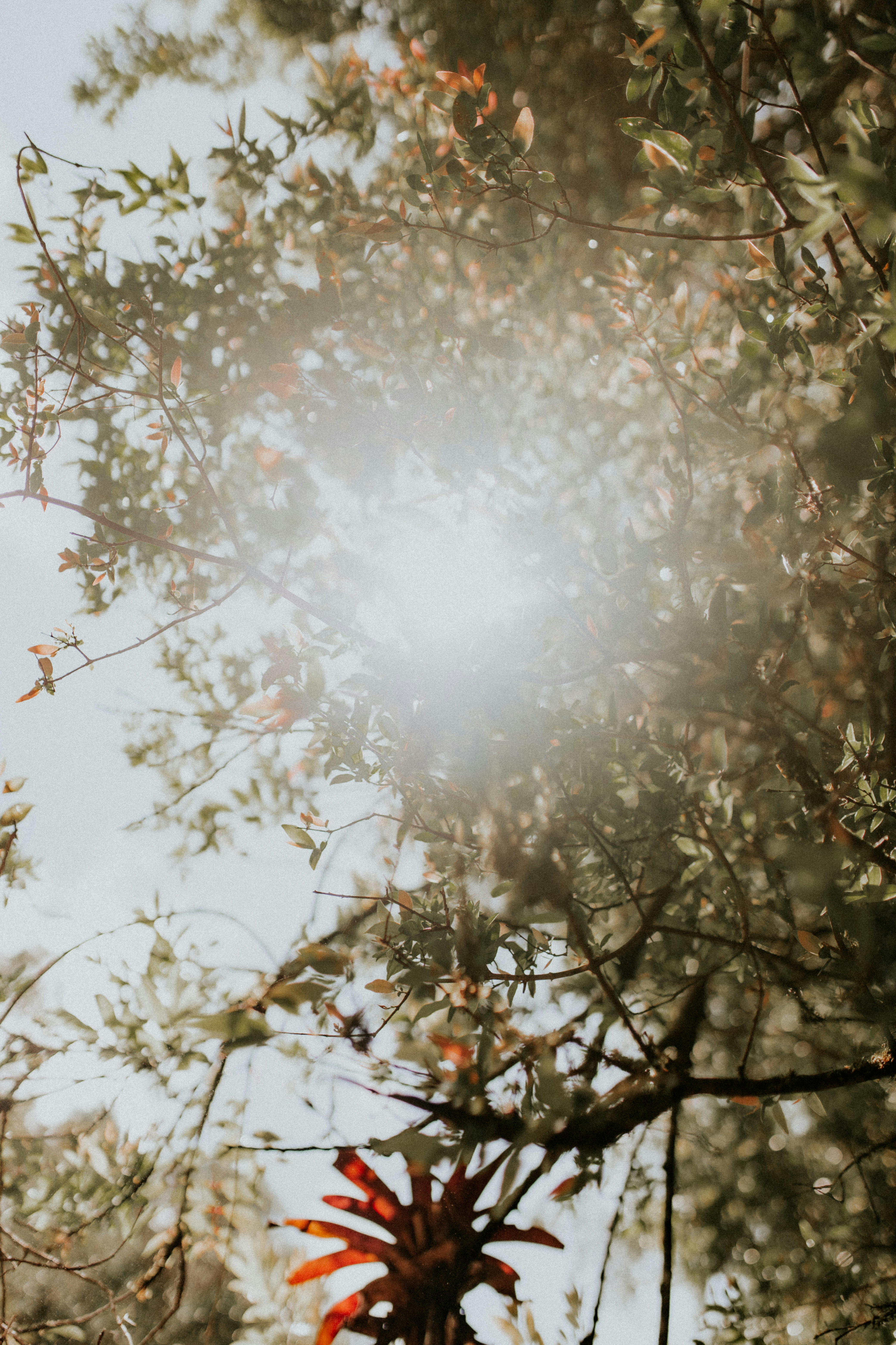 Photo by alexandermassph