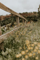 A sunny field with wildflowers and a small wooden fence marking the boundary.