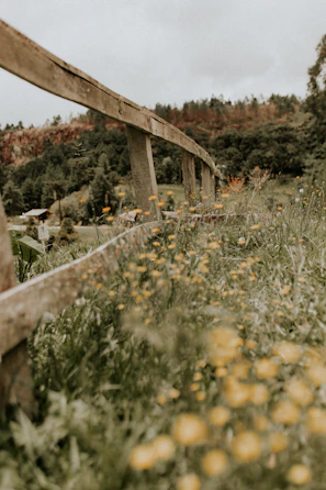 A sunny field with wildflowers and a small wooden fence marking the boundary.