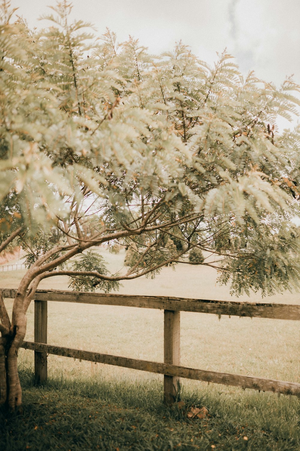 a tree in a field behind a fence