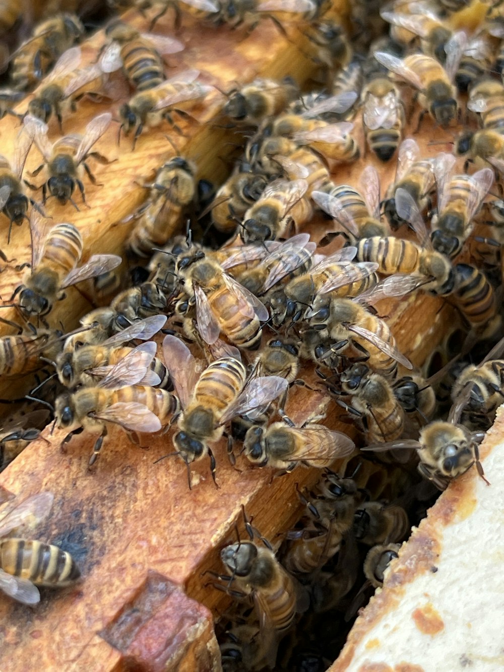 a bunch of bees that are on a piece of wood