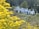 A group of people wearing white protective suits and wide-brimmed hats are gathered around several standing beehives in a lush, green outdoor setting. Yellow wildflowers are prominently featured in the foreground, partially blurred, while trees and vegetation are visible in the background. Some smoke is rising from the area near the hives, suggesting an inspection or maintenance activity.
