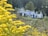 A group of people wearing white protective suits and wide-brimmed hats are gathered around several standing beehives in a lush, green outdoor setting. Yellow wildflowers are prominently featured in the foreground, partially blurred, while trees and vegetation are visible in the background. Some smoke is rising from the area near the hives, suggesting an inspection or maintenance activity.