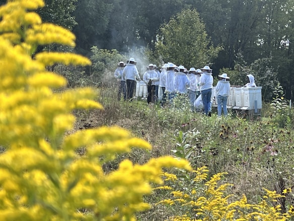 A group of people wearing white protective suits and wide-brimmed hats are gathered around several standing beehives in a lush, green outdoor setting. Yellow wildflowers are prominently featured in the foreground, partially blurred, while trees and vegetation are visible in the background. Some smoke is rising from the area near the hives, suggesting an inspection or maintenance activity.