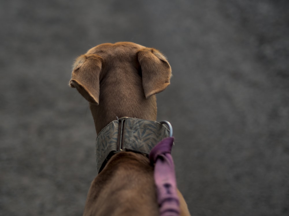 a close up of a dog wearing a collar