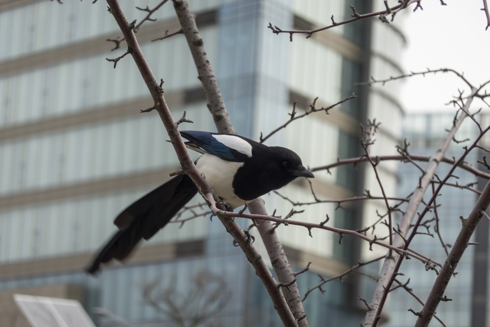 a black and white bird sitting on a tree branch