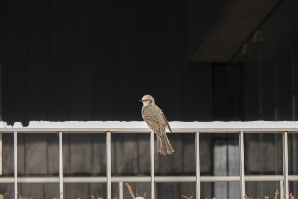 a bird sitting on top of a metal fence