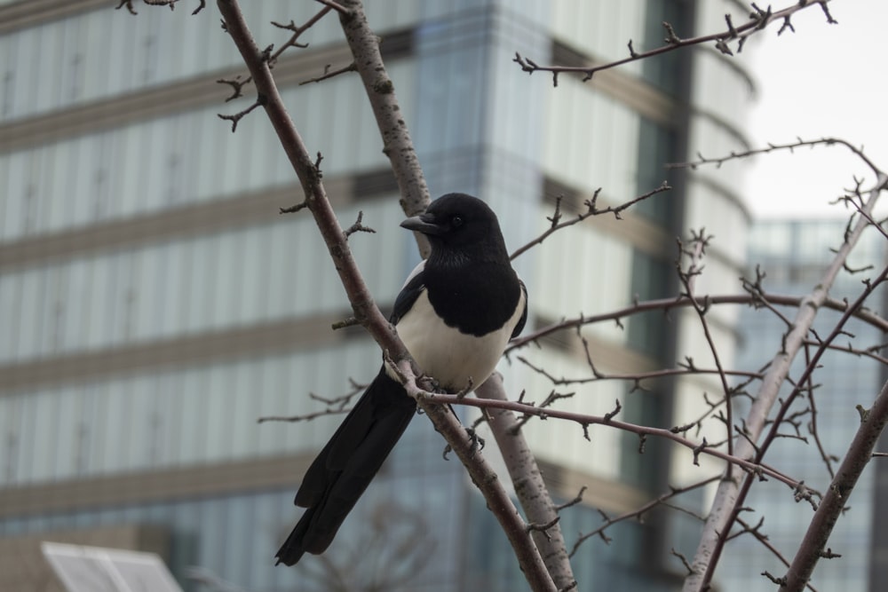 a black and white bird sitting on a tree branch