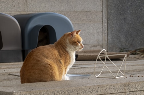 A ginger and white cat sits on a paved surface next to a metal bowl. In the background, there are two dark-colored cat shelters. A geometric metal sculpture is placed near the cat.