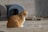 A ginger and white cat sits on a paved surface next to a metal bowl. In the background, there are two dark-colored cat shelters. A geometric metal sculpture is placed near the cat.
