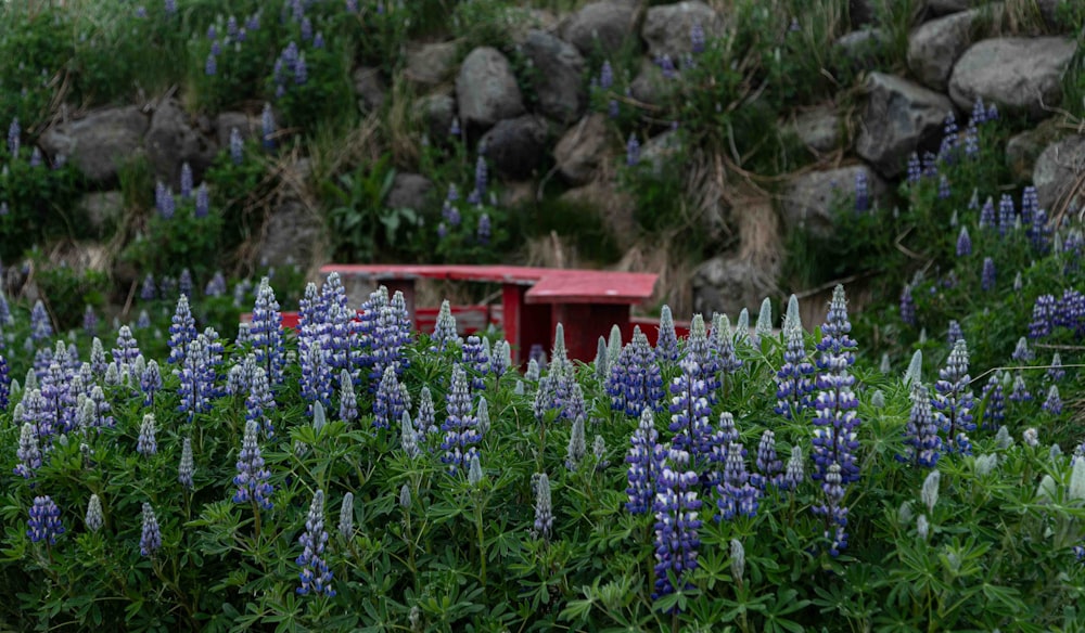 a red bench in a field of blue flowers