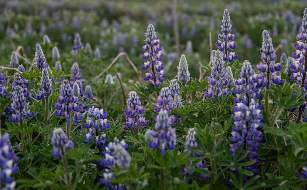 a field full of purple flowers with green leaves