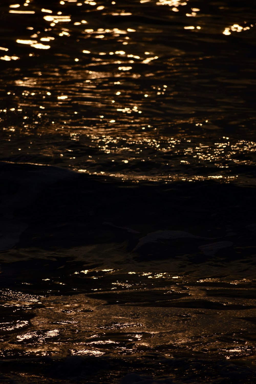 un uccello è in piedi nell'acqua di notte