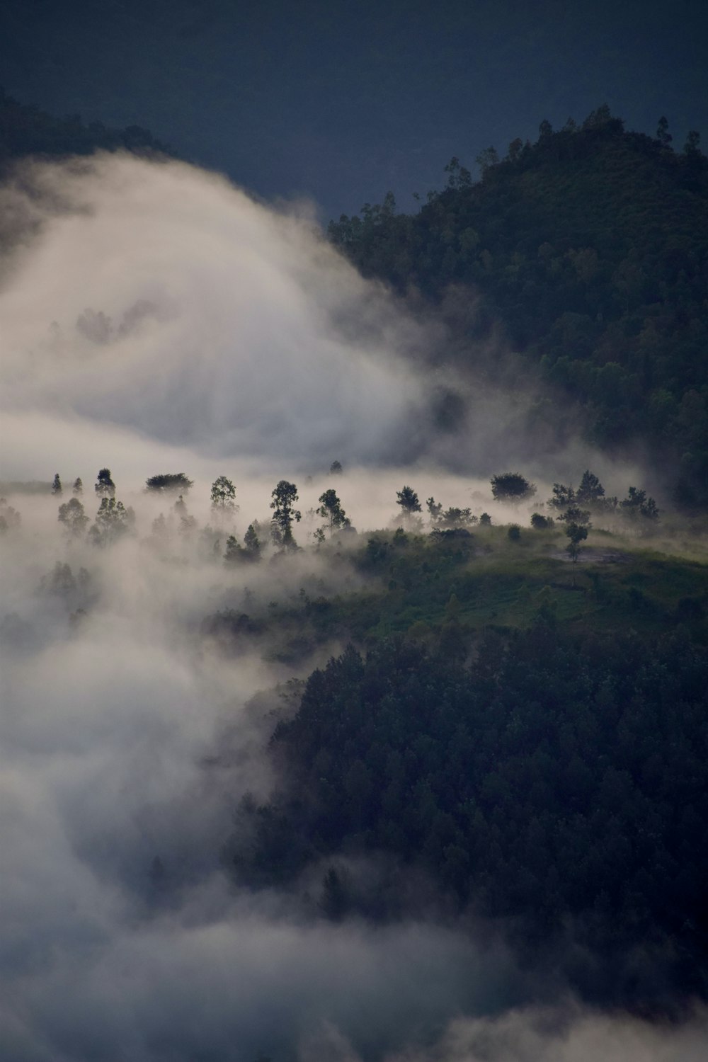 a group of trees on a hill covered in fog