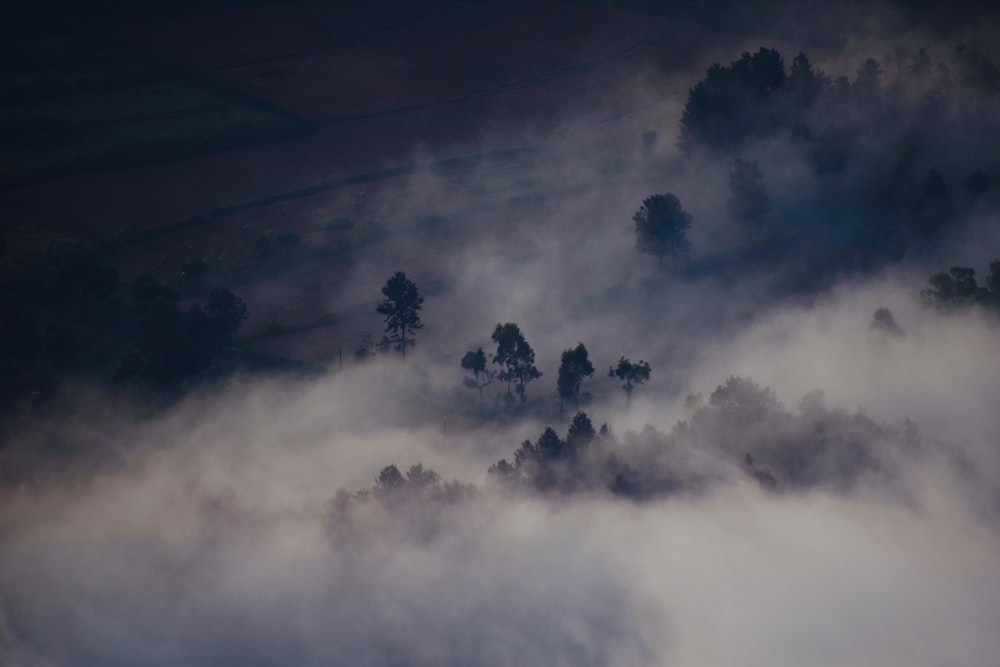 an aerial view of a foggy forest