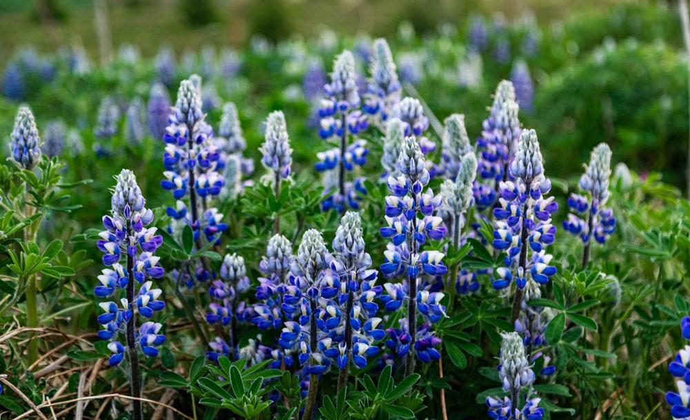 a bunch of blue flowers that are in the grass