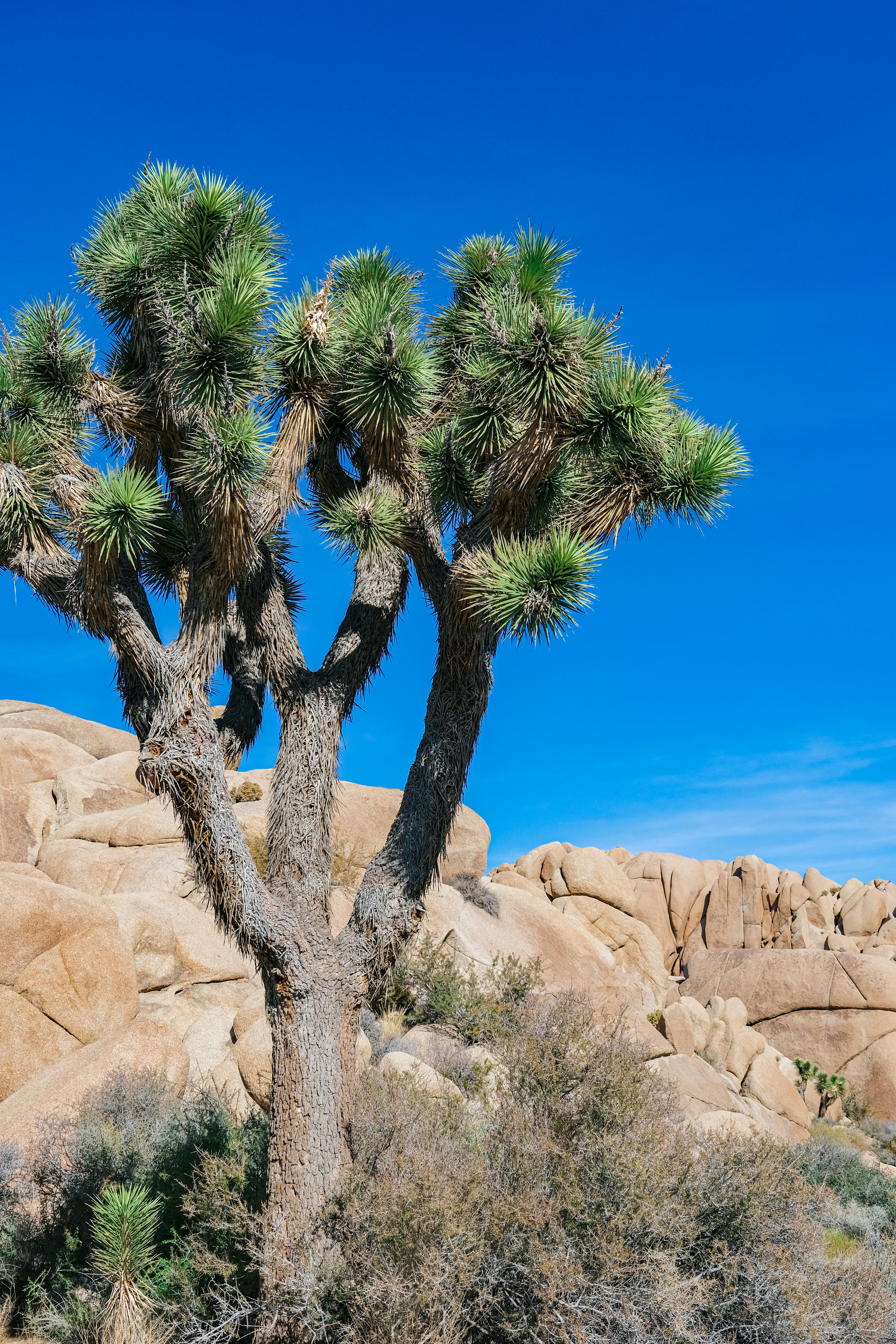 Photo by cestmoisheedy