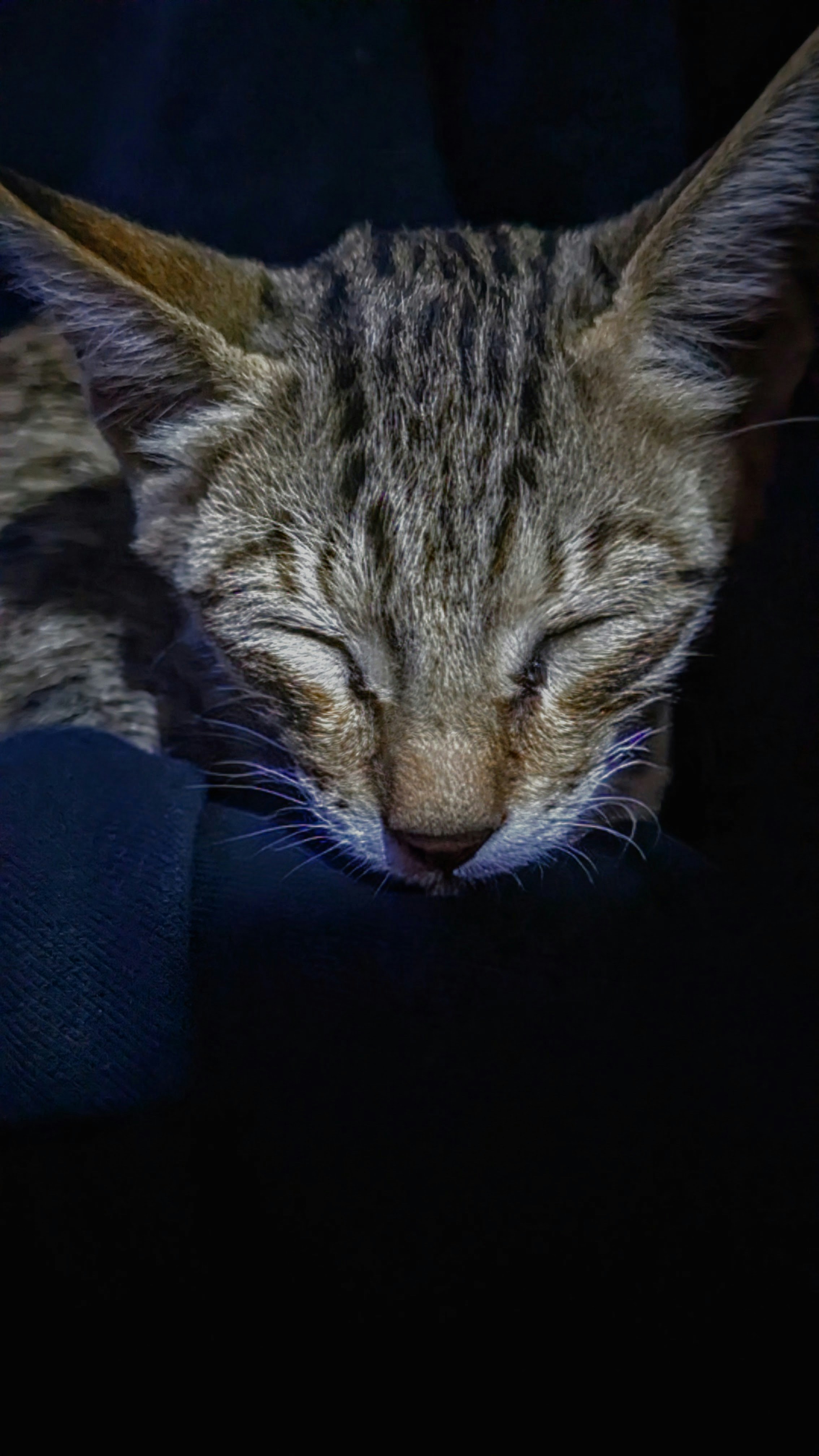 The Healing Power of Senior Cat Purrs (image credits: unsplash)