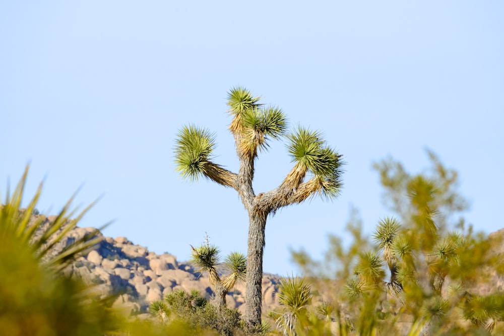 a small tree with a mountain in the background