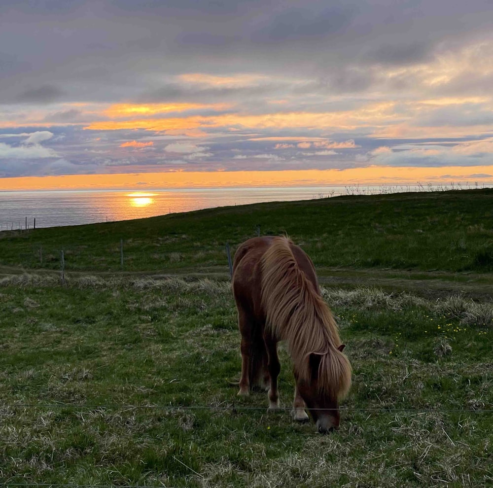 a horse grazing in a field with the sun setting in the background