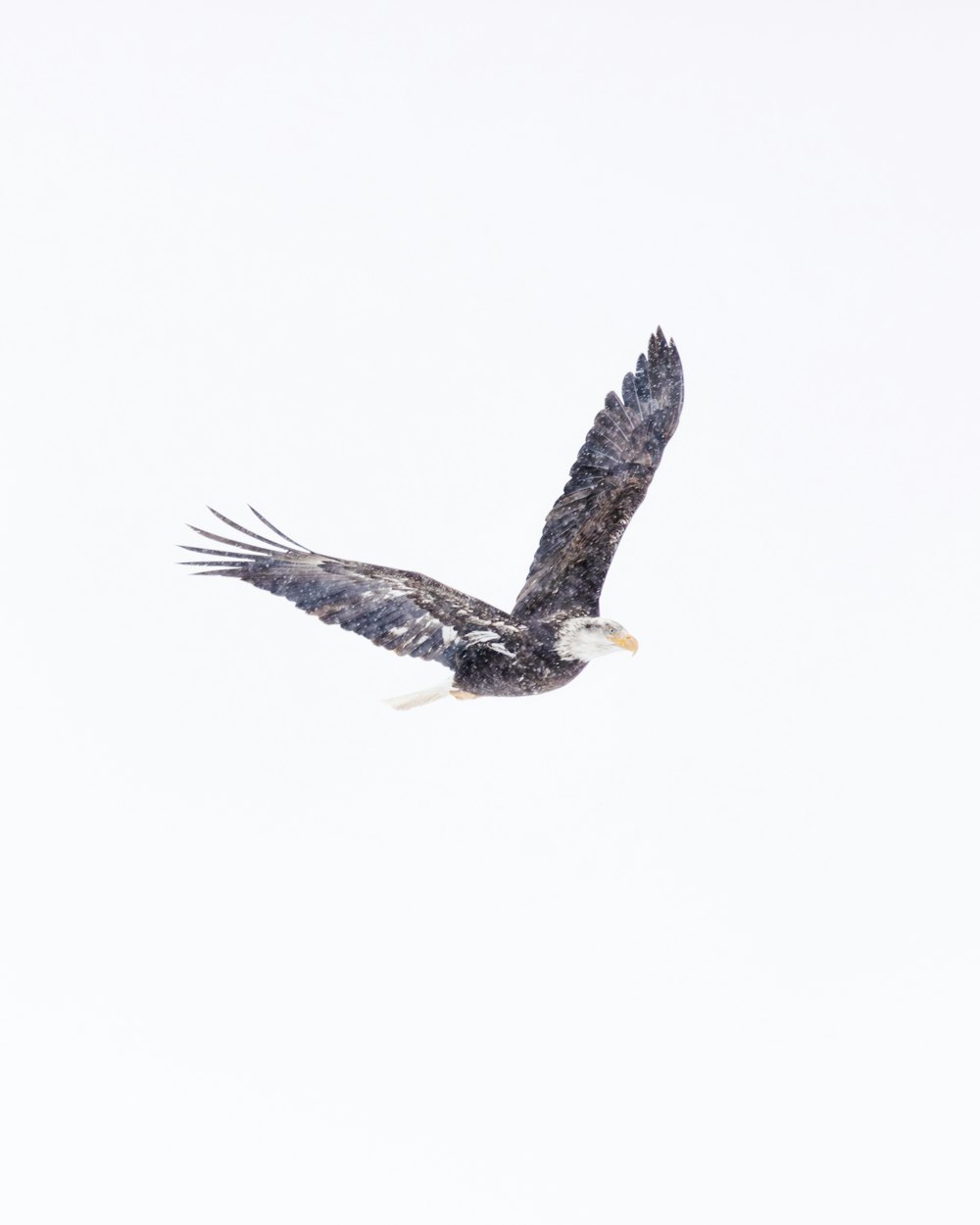 a bald eagle flying through a white sky
