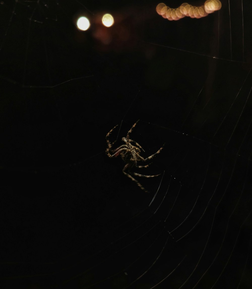 a spider in its web in the dark