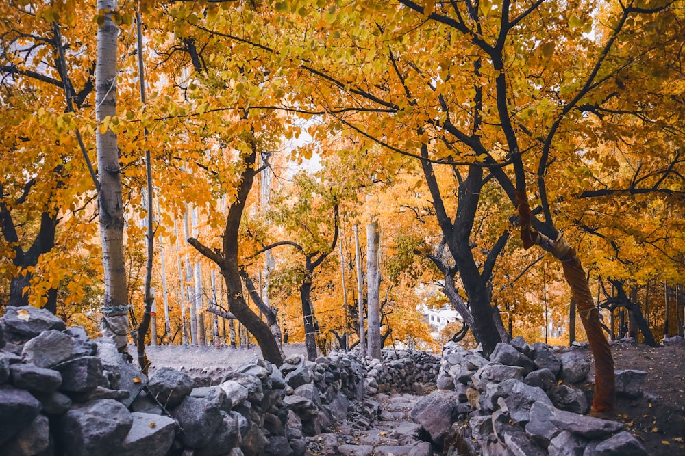 a forest filled with lots of trees and rocks