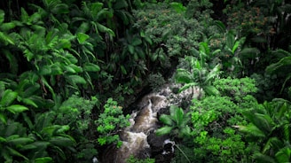 A dense, vibrant rainforest with lush green foliage. The scene includes a river running through the center, creating a dynamic sense of movement with white water cascading over rocks.
