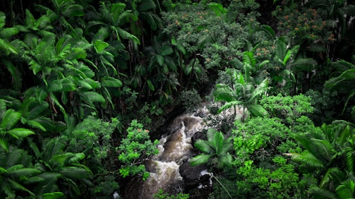 A vibrant Amazon rainforest showcasing sustainable practices.