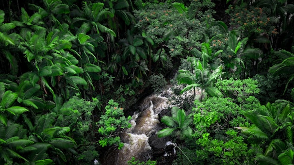A dense, vibrant rainforest with lush green foliage. The scene includes a river running through the center, creating a dynamic sense of movement with white water cascading over rocks.