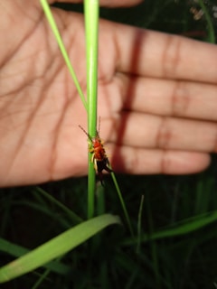 A close-up of a small red and black insect perched on a green blade of grass, with a human hand in the background for scale.