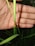A close-up of a small red and black insect perched on a green blade of grass, with a human hand in the background for scale.